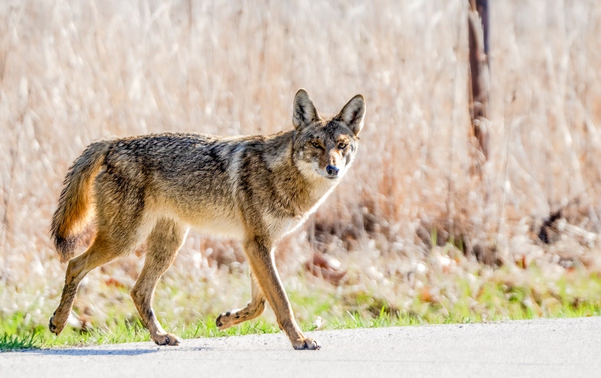 Animali - ML652699968