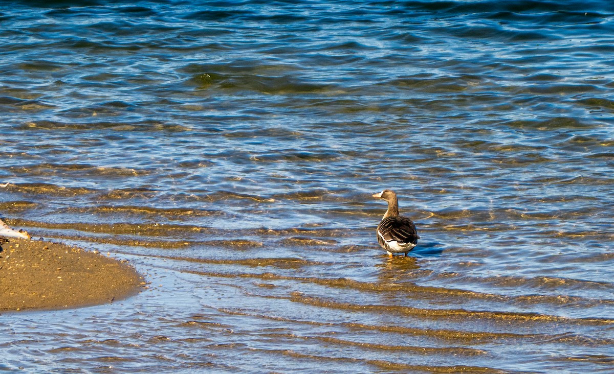 Oca lombardella - ML652699987