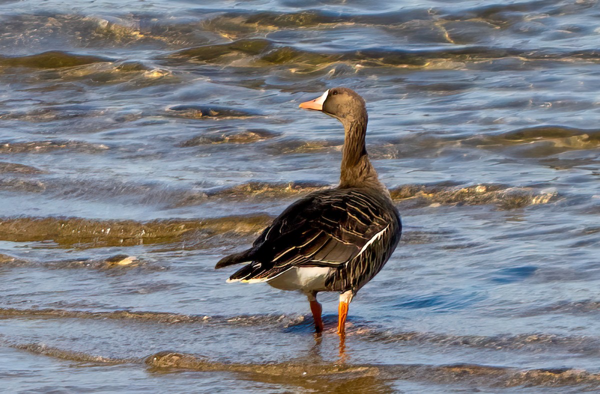 Oca lombardella - ML652699988