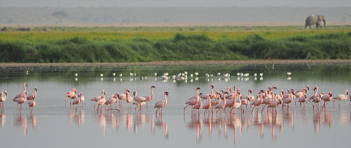 Lesser Flamingo - ML652700014