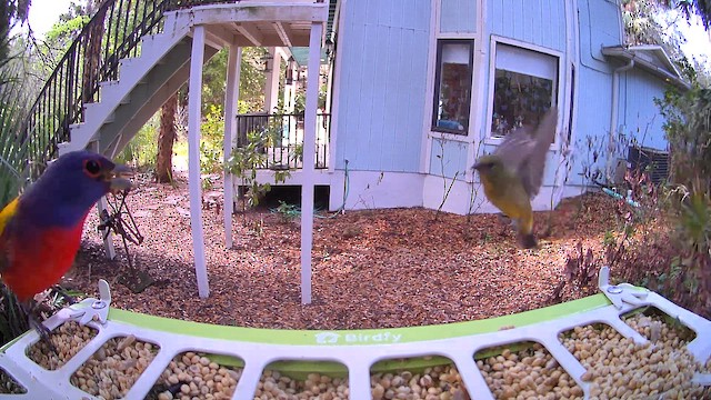 ネコマネドリ - ML652700072