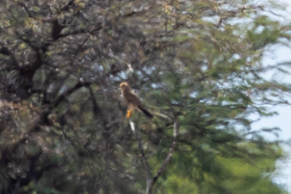 Боривітер великий - ML652700162