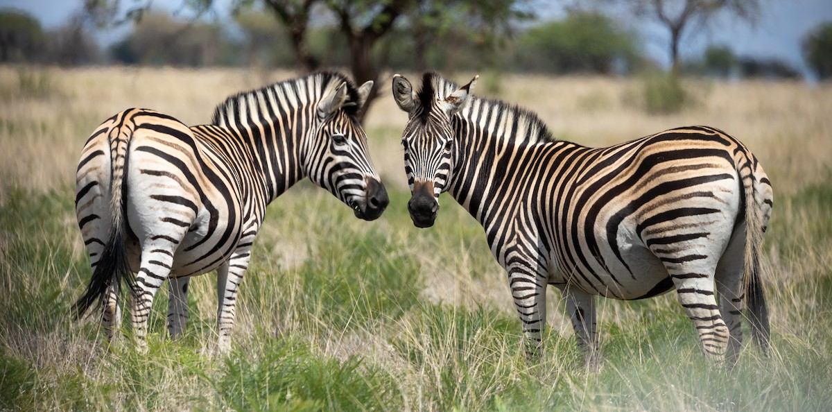 Plains Zebra - ML652700167