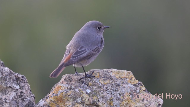 赭紅尾鴝 - ML652700319