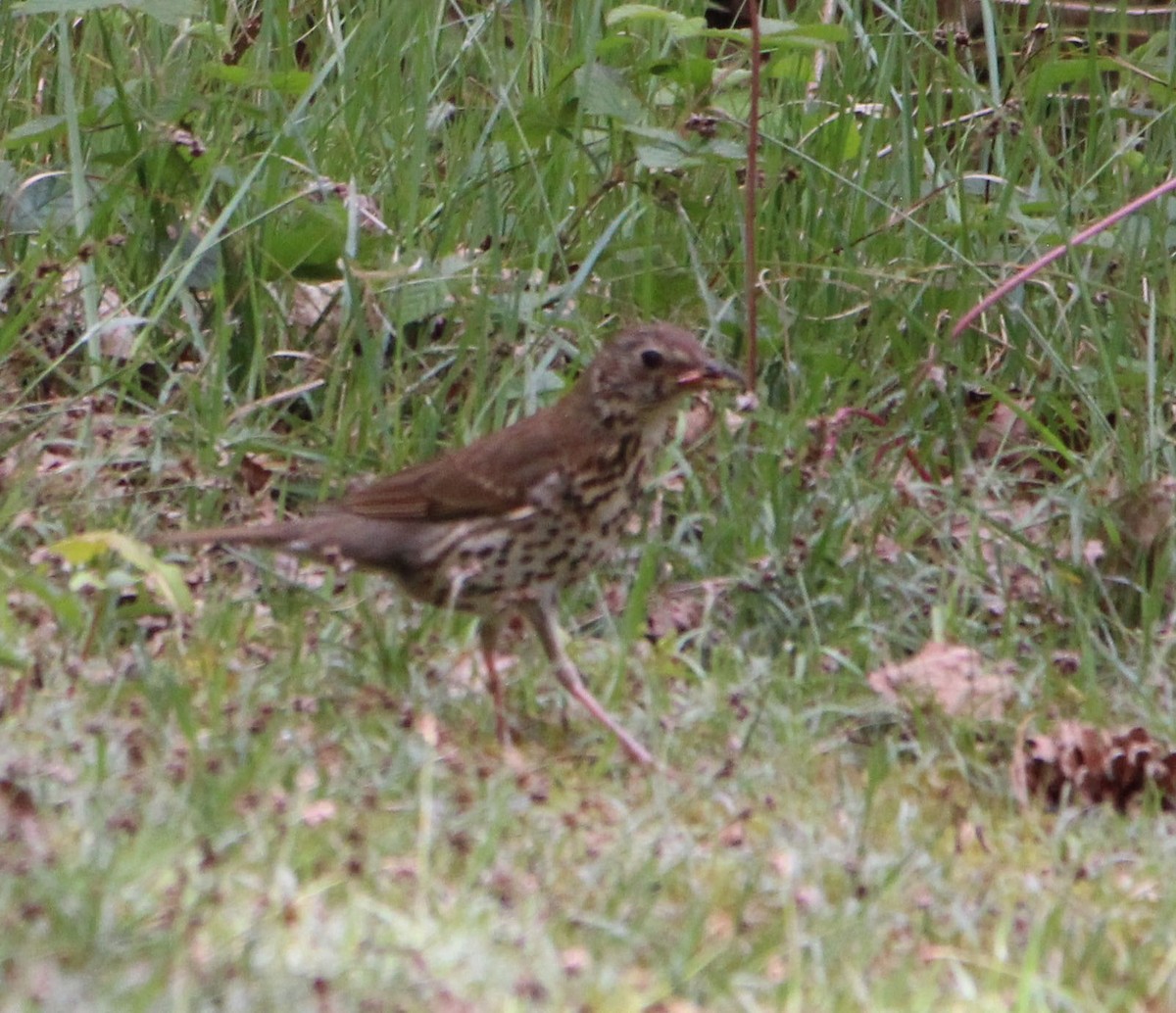 Song Thrush - ML652700406