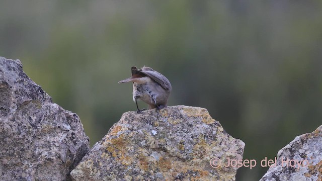 赭紅尾鴝 - ML652700442