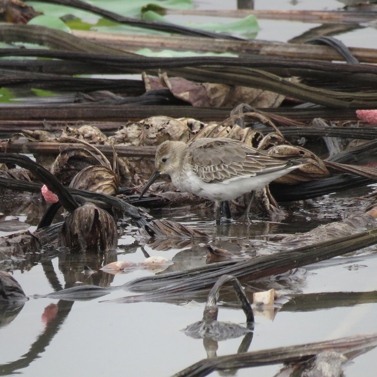 Txirri arrunta - ML652700581