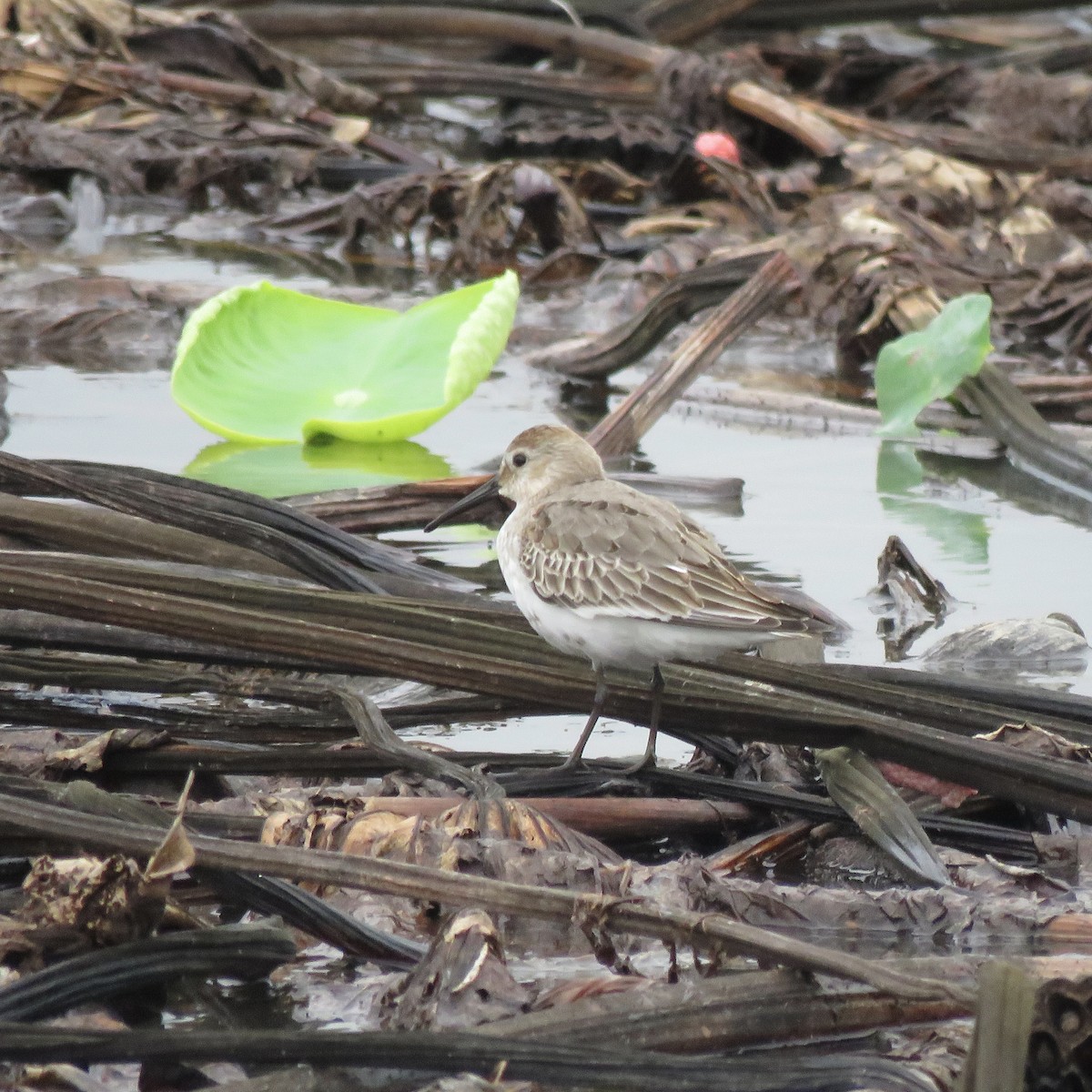 Txirri arrunta - ML652700582