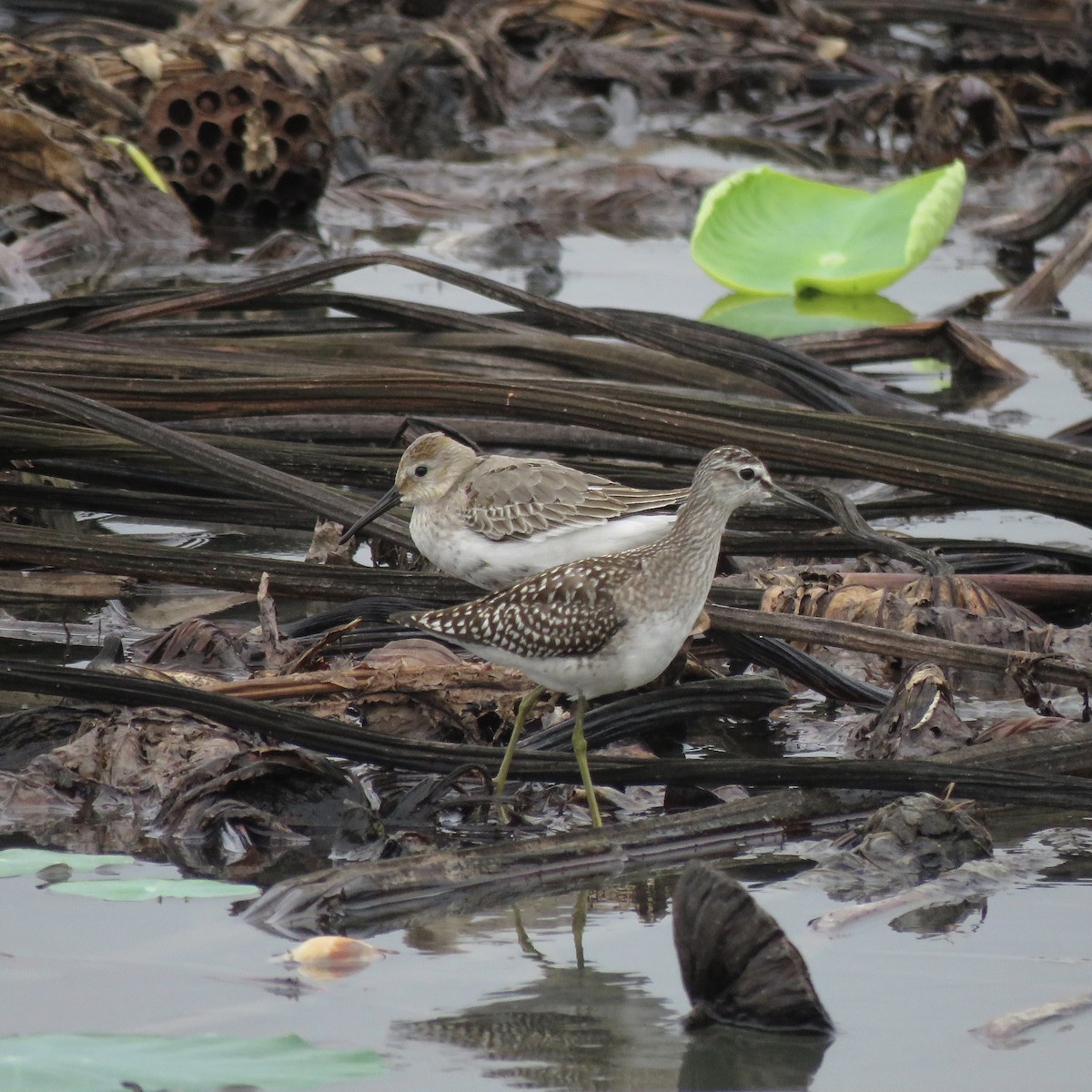 Txirri arrunta - ML652700674