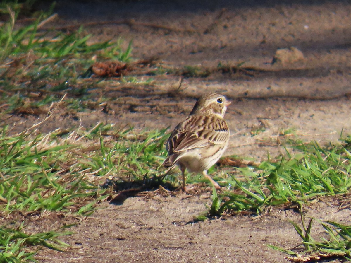 Vesper Sparrow - ML652700791