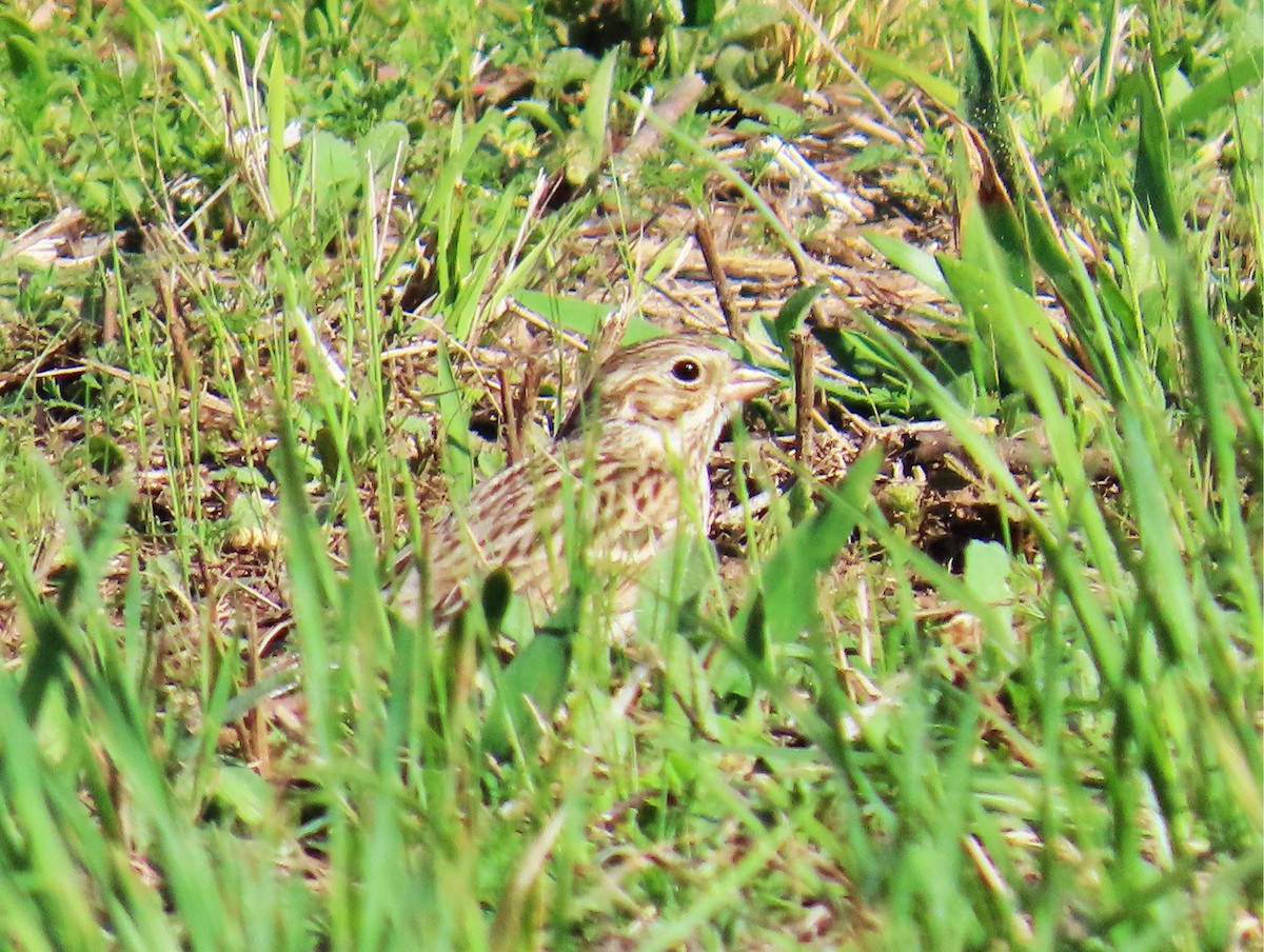 Vesper Sparrow - ML652700792