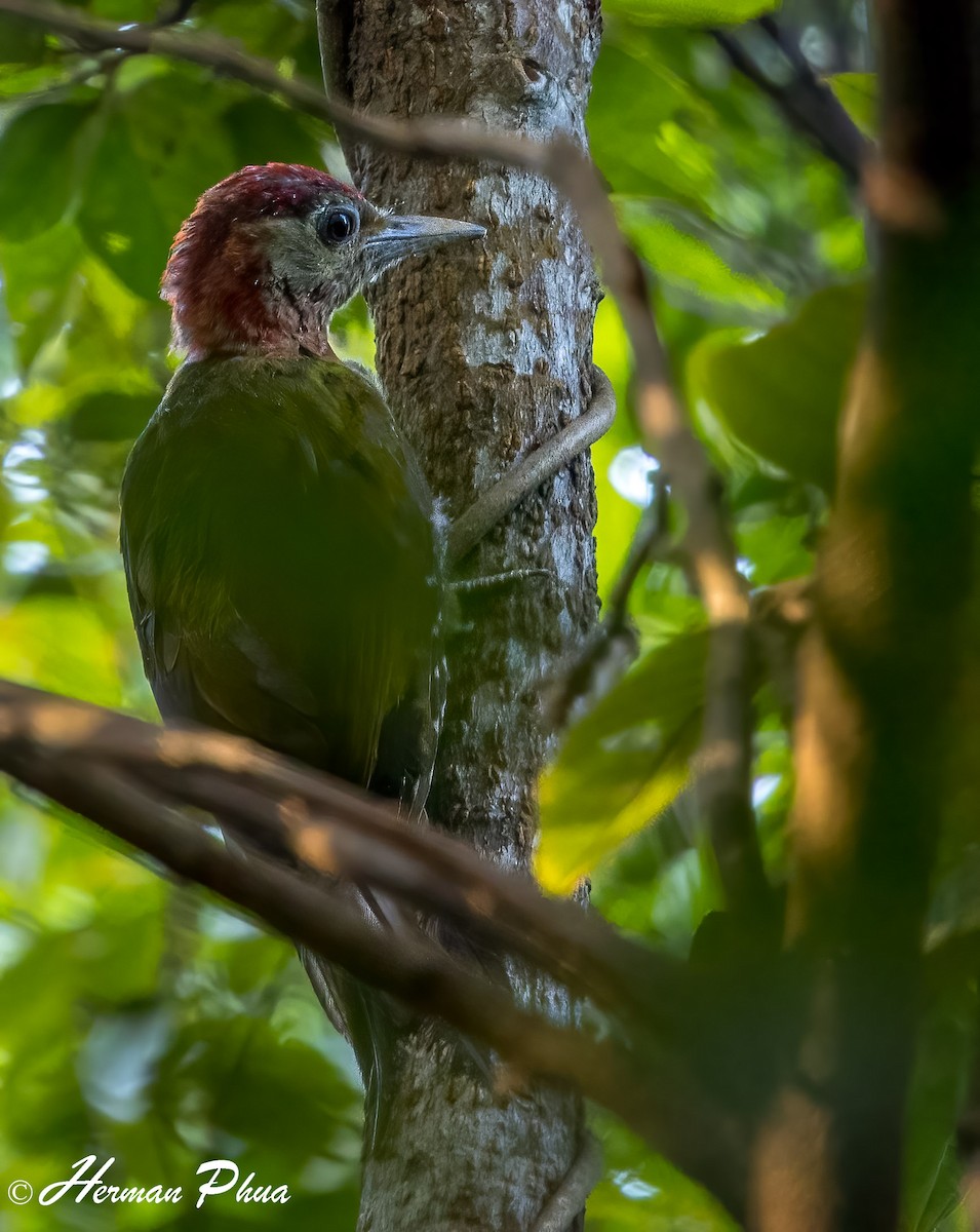 Red-collared Woodpecker - ML652701523