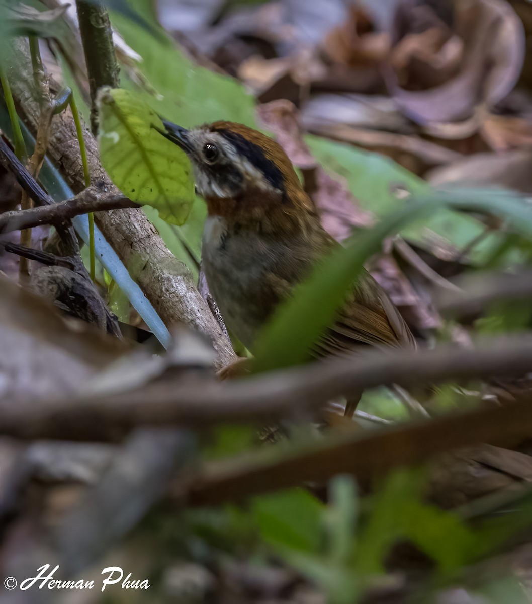 Rufous-throated Fulvetta - ML652701570
