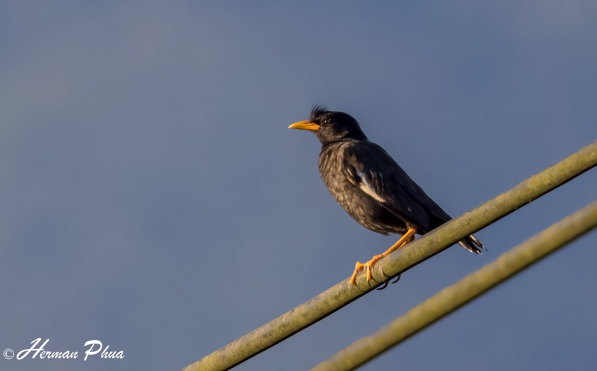 Great Myna - ML652701575