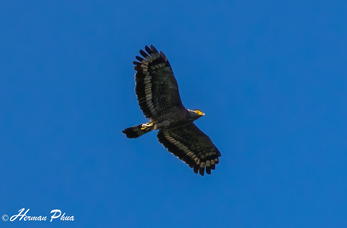 Crested Serpent-Eagle - ML652701581