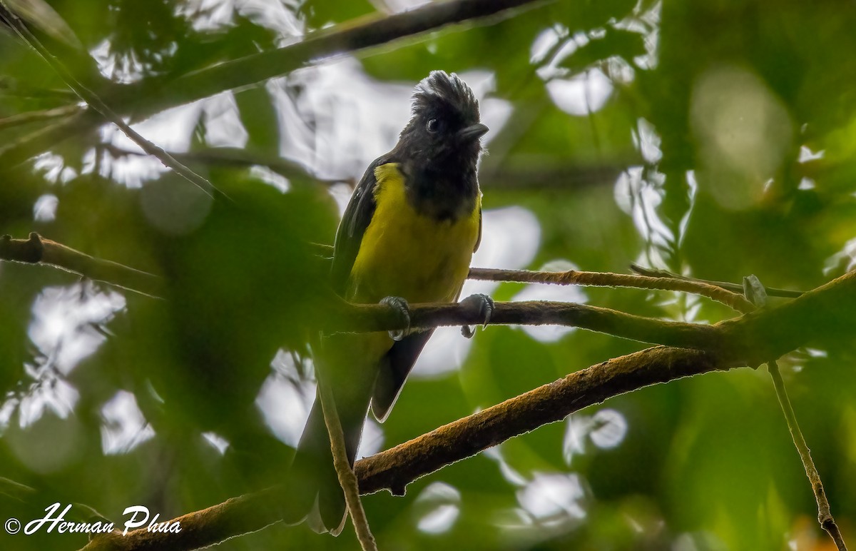 Orange-bellied Leafbird - ML652701594