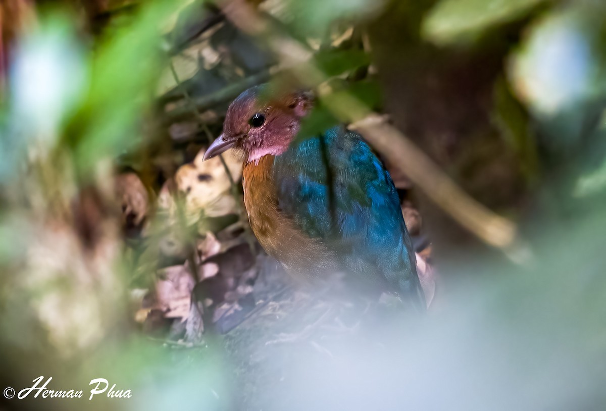 Blue-rumped Pitta - ML652701601
