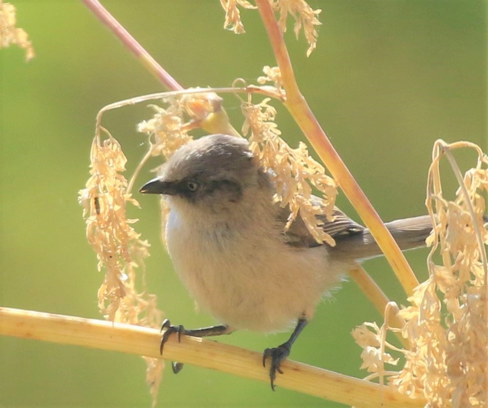 Bushtit - Ann Vaughan