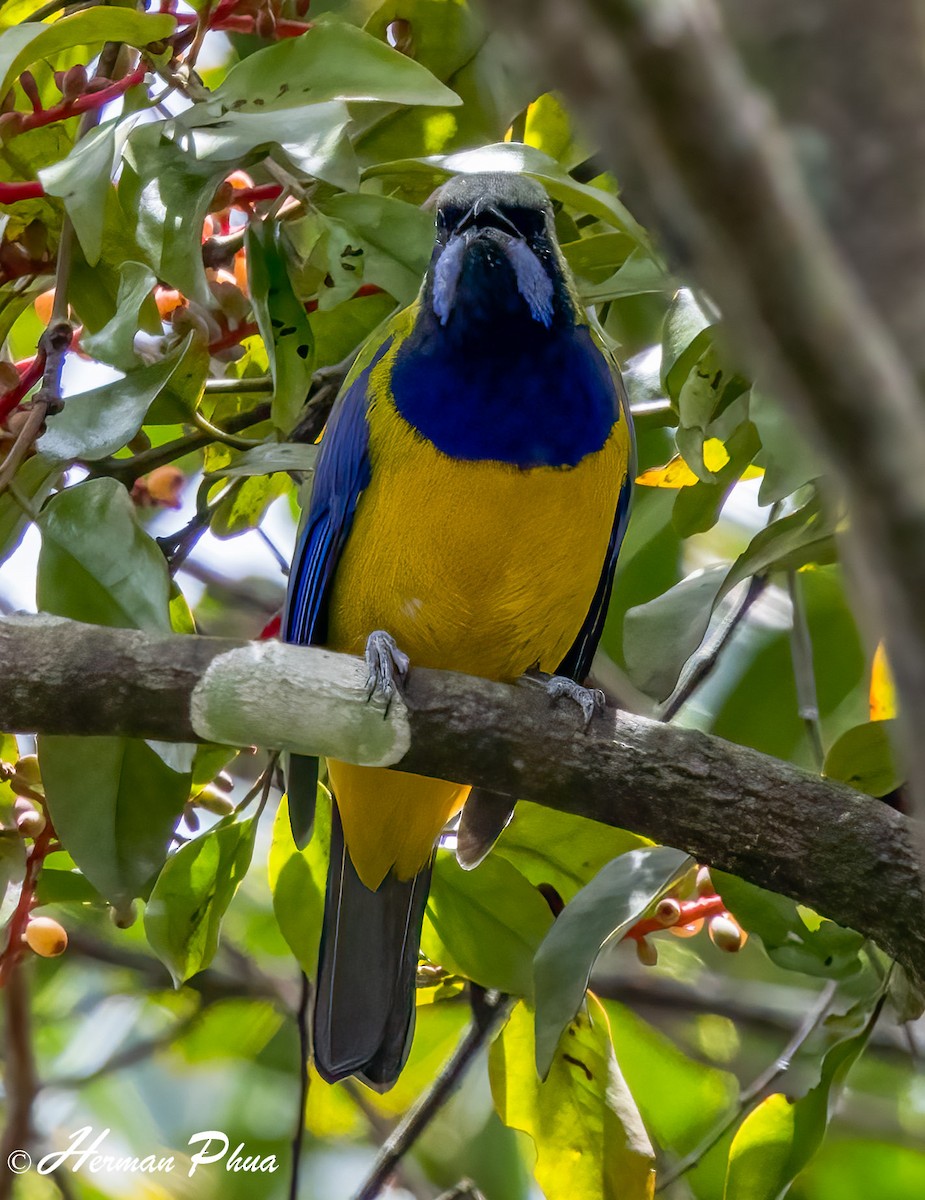 Orange-bellied Leafbird - ML652701616