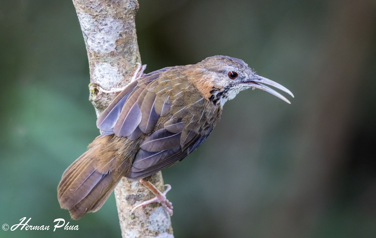 Short-tailed Scimitar-Babbler - ML652701674