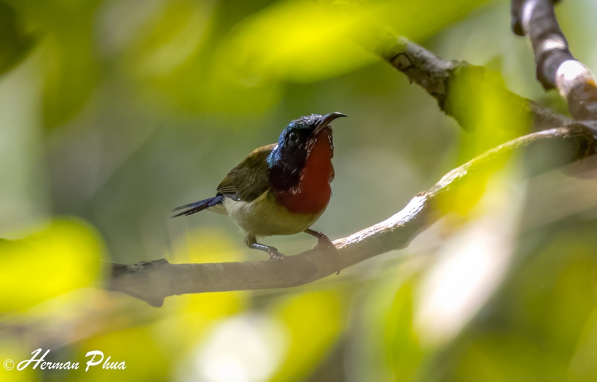 Fork-tailed Sunbird - ML652701694