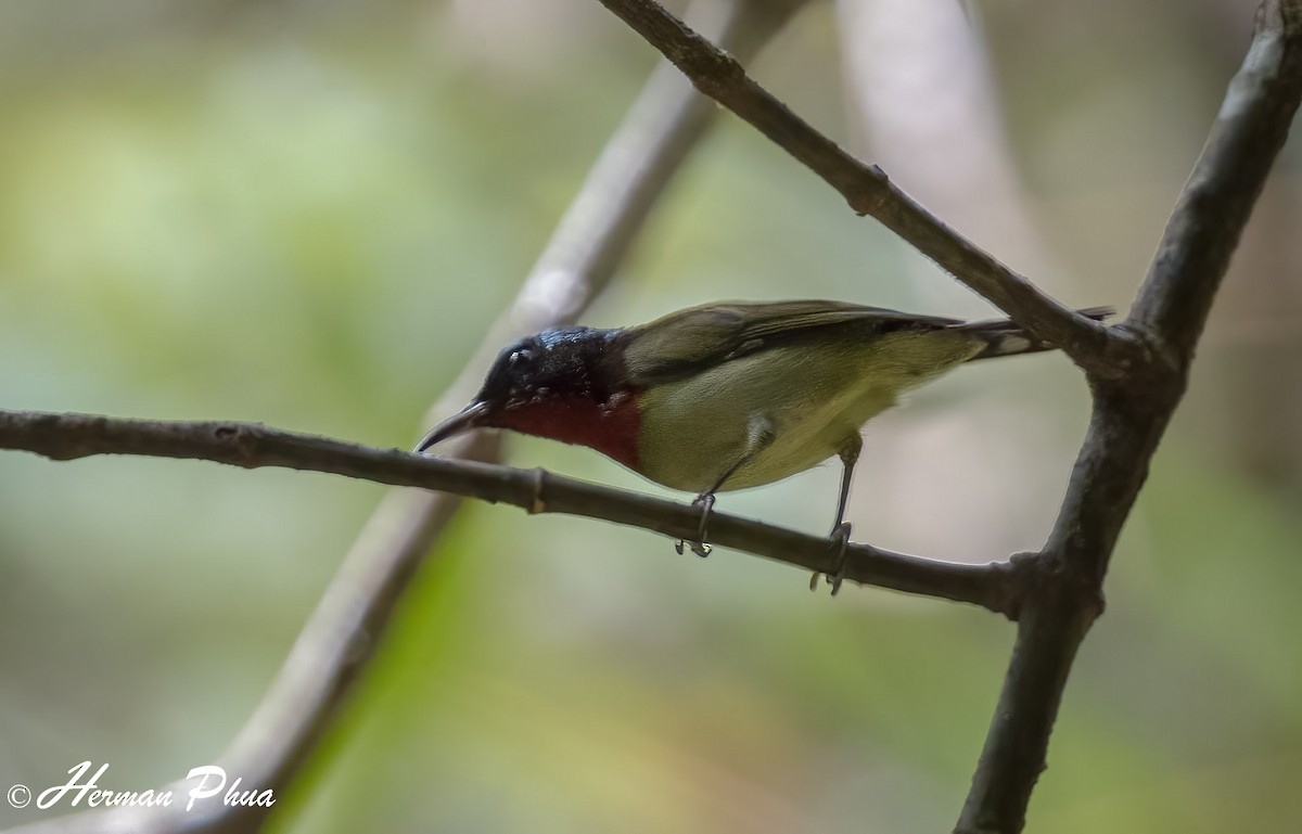 Fork-tailed Sunbird - ML652701759