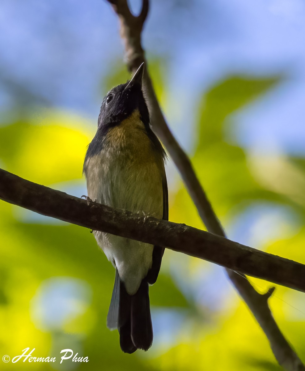 Hainan Blue Flycatcher - ML652701760