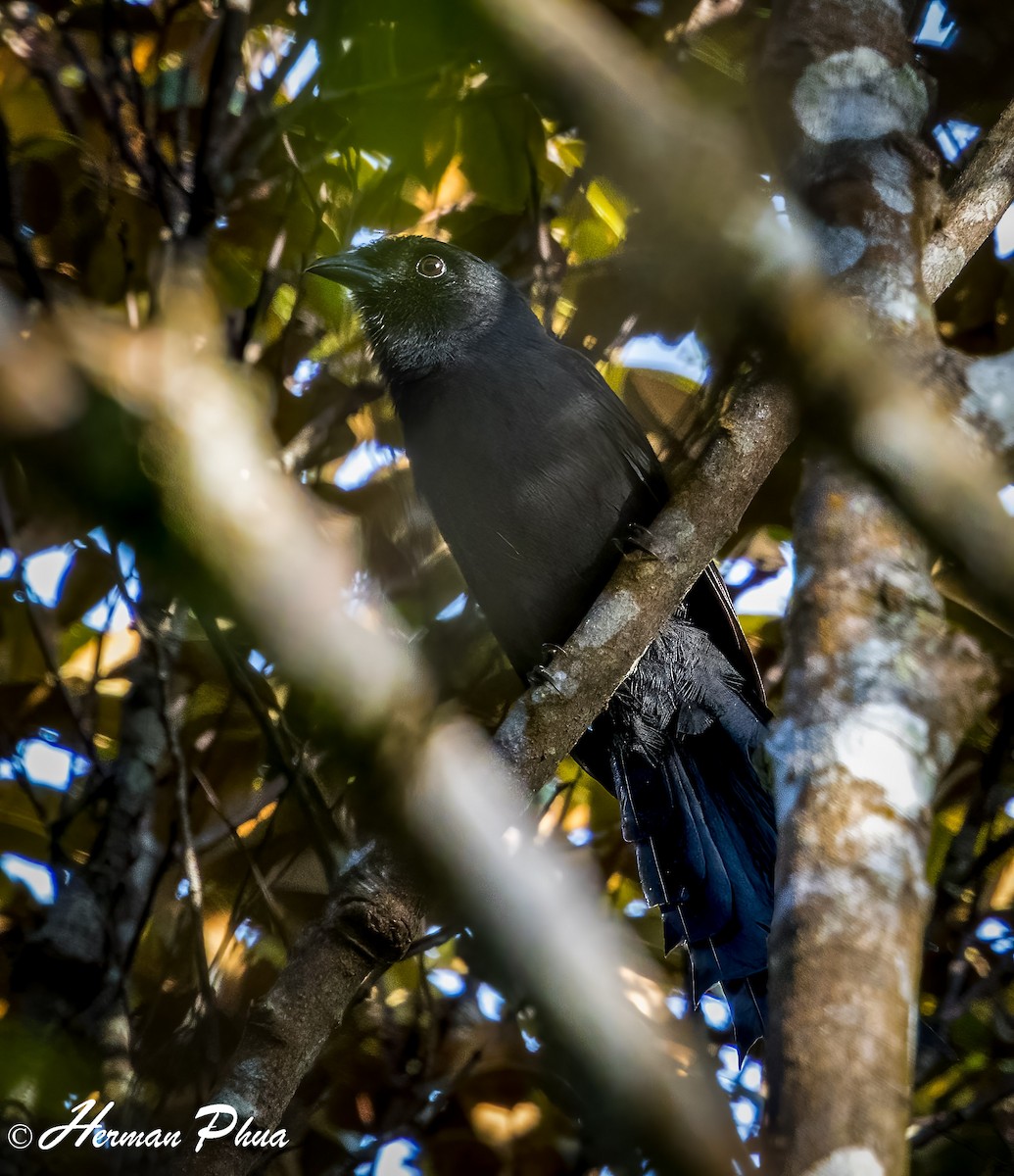 Ratchet-tailed Treepie - ML652701807