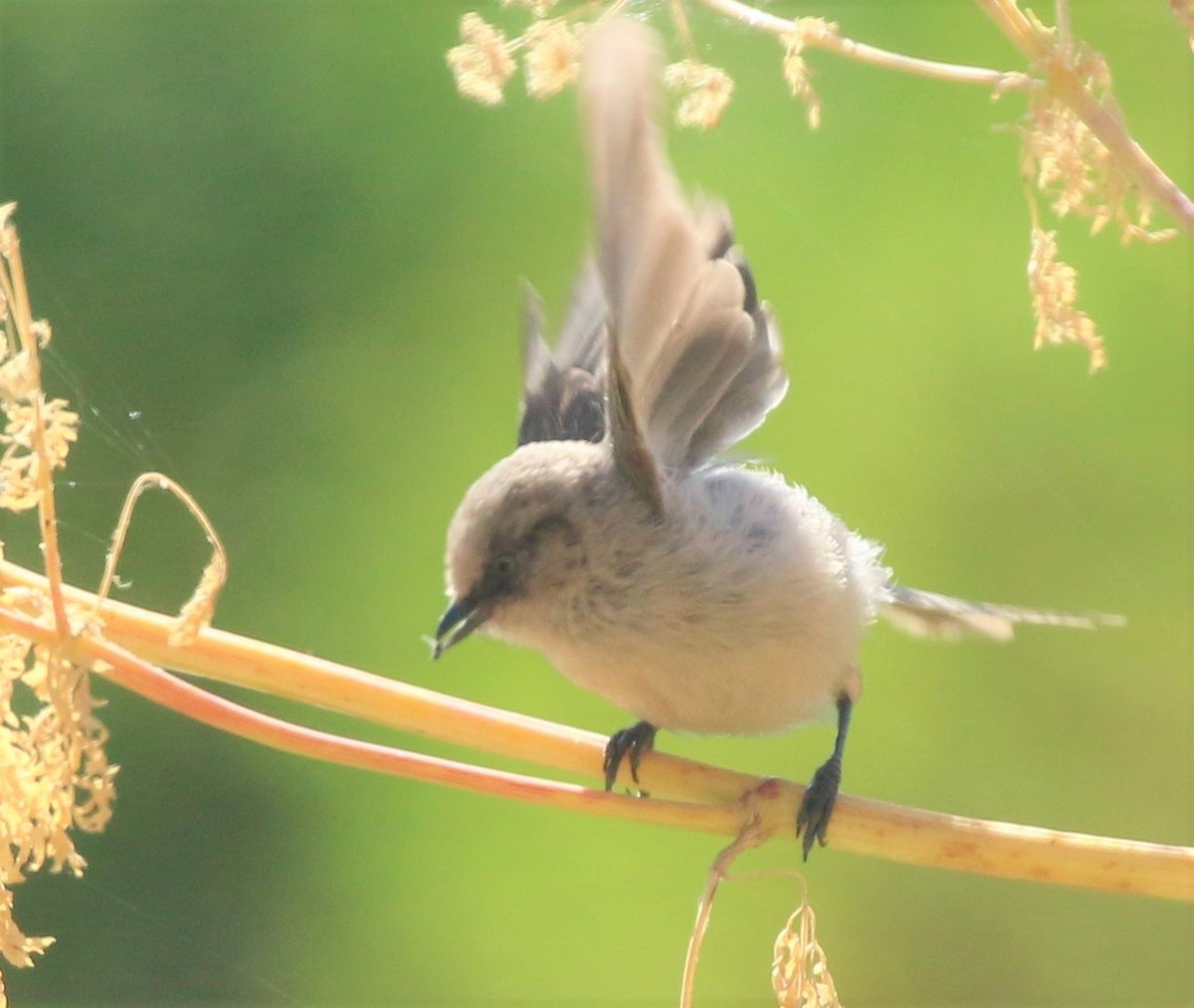 Bushtit - Ann Vaughan