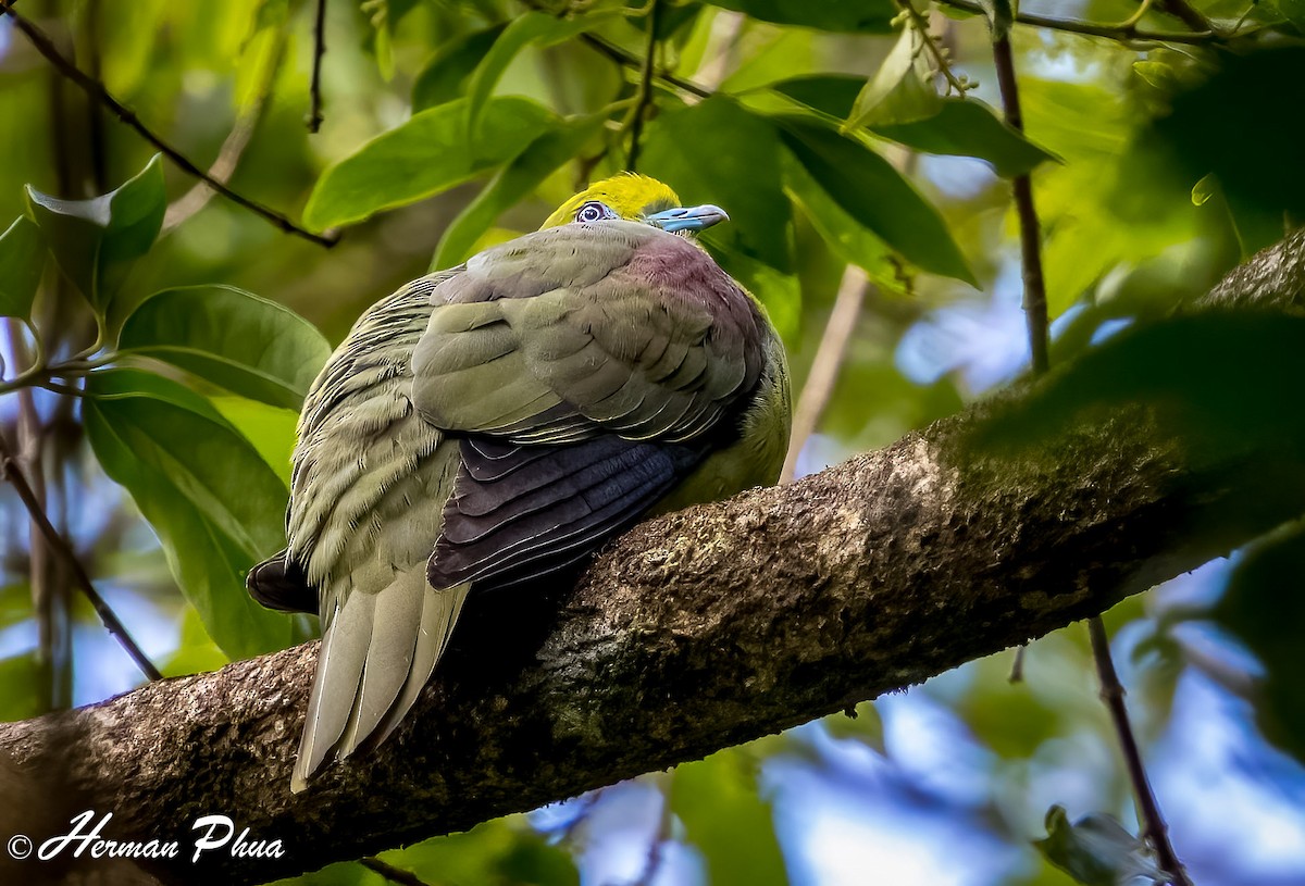 Wedge-tailed Green-Pigeon - ML652701822