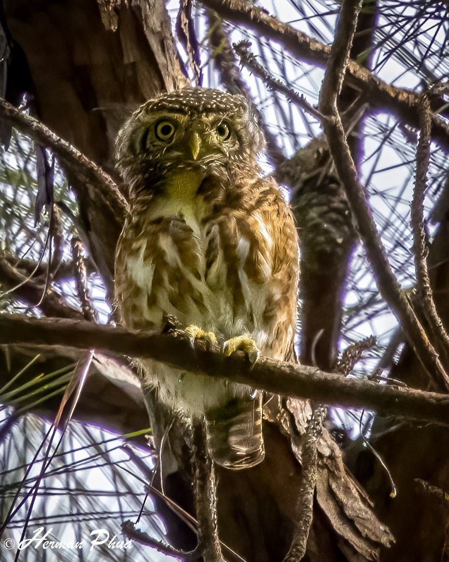 Collared Owlet - ML652701843