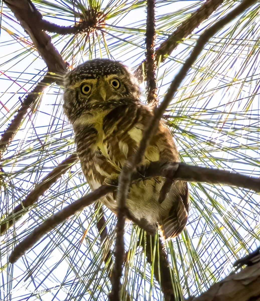 Collared Owlet - ML652701844