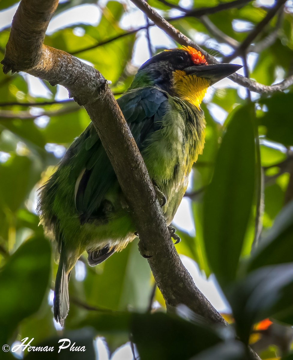 Necklaced Barbet - ML652701855