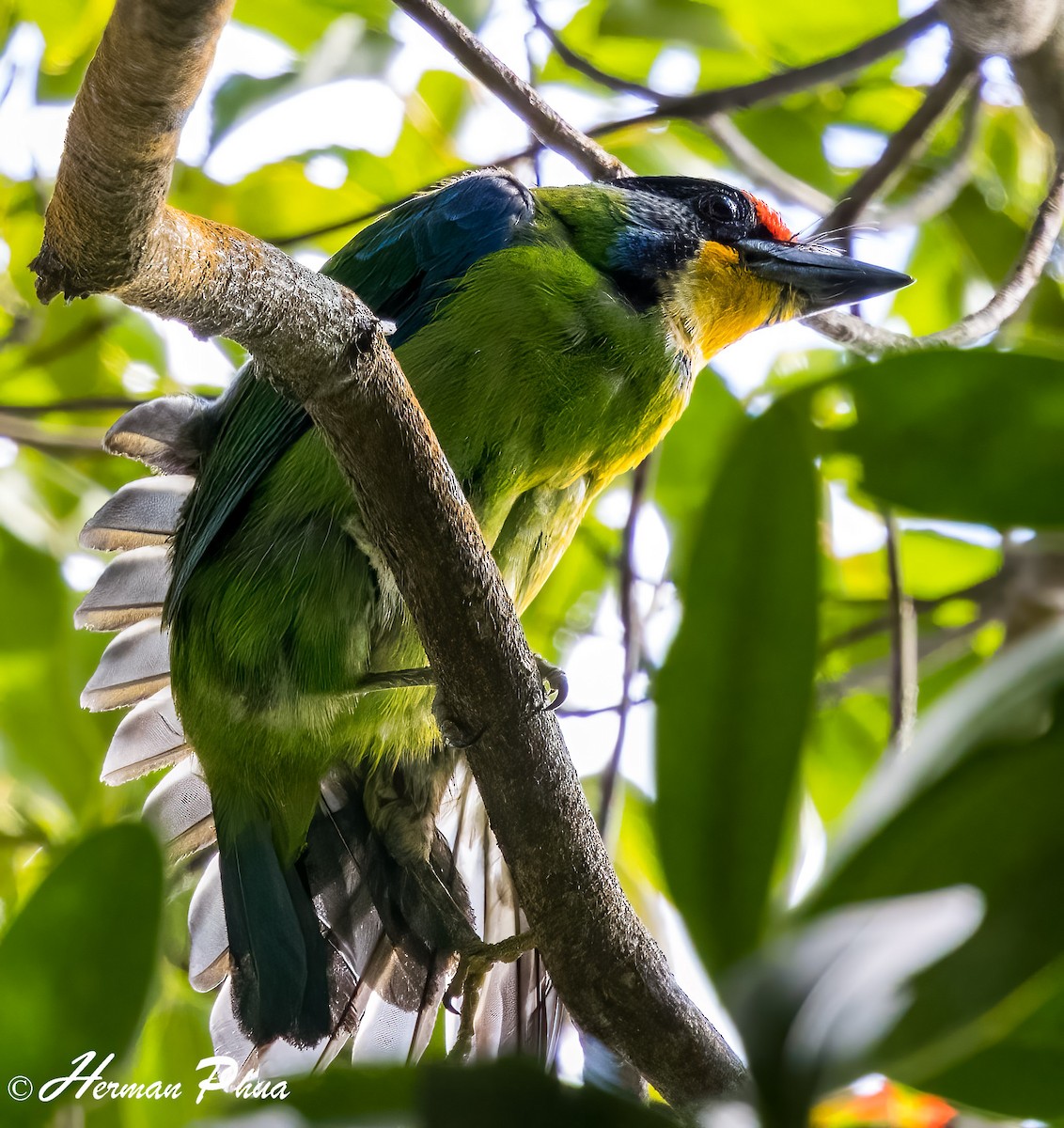 Necklaced Barbet - ML652701856