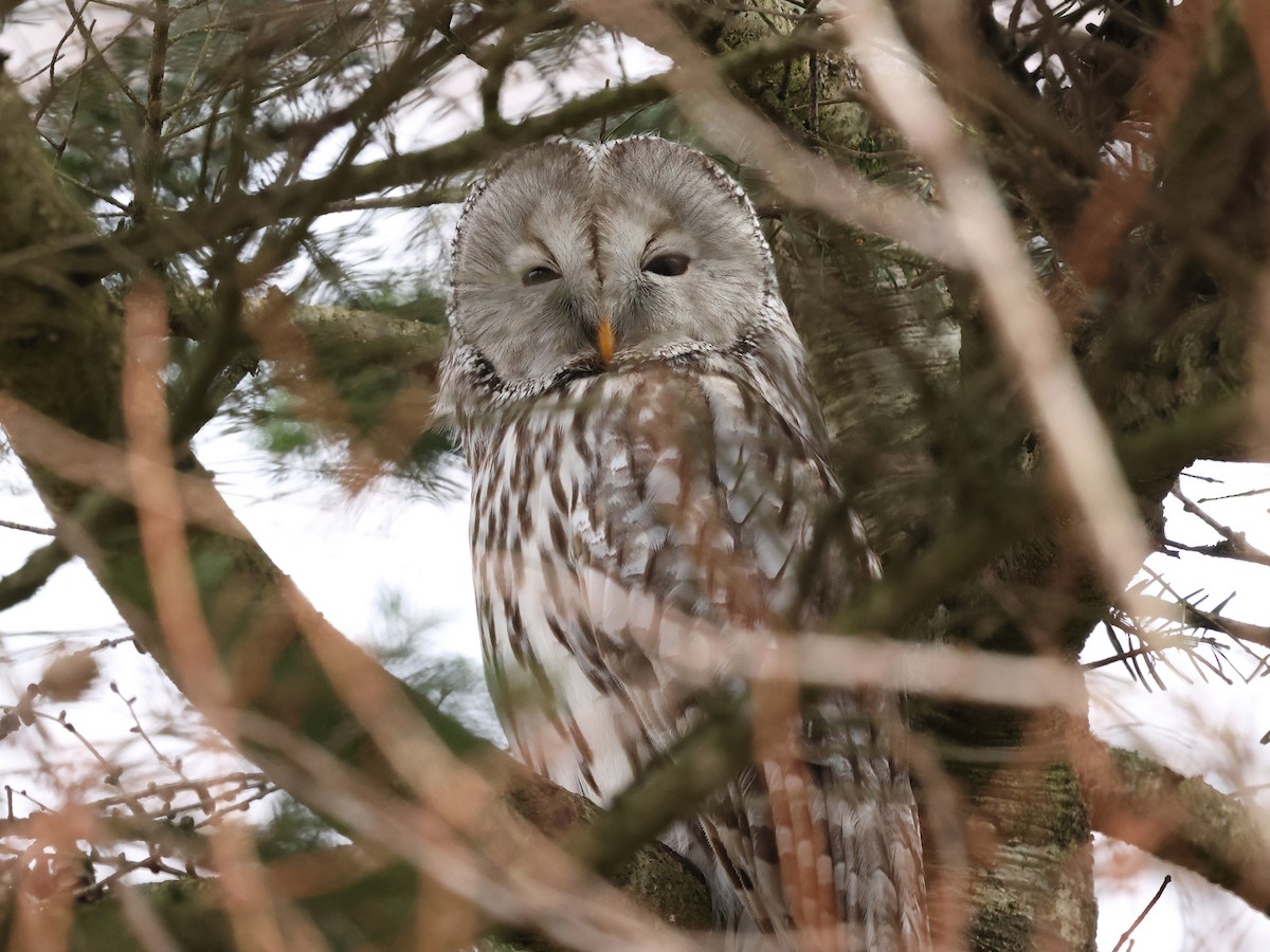 Habichtskauz - ML652701861