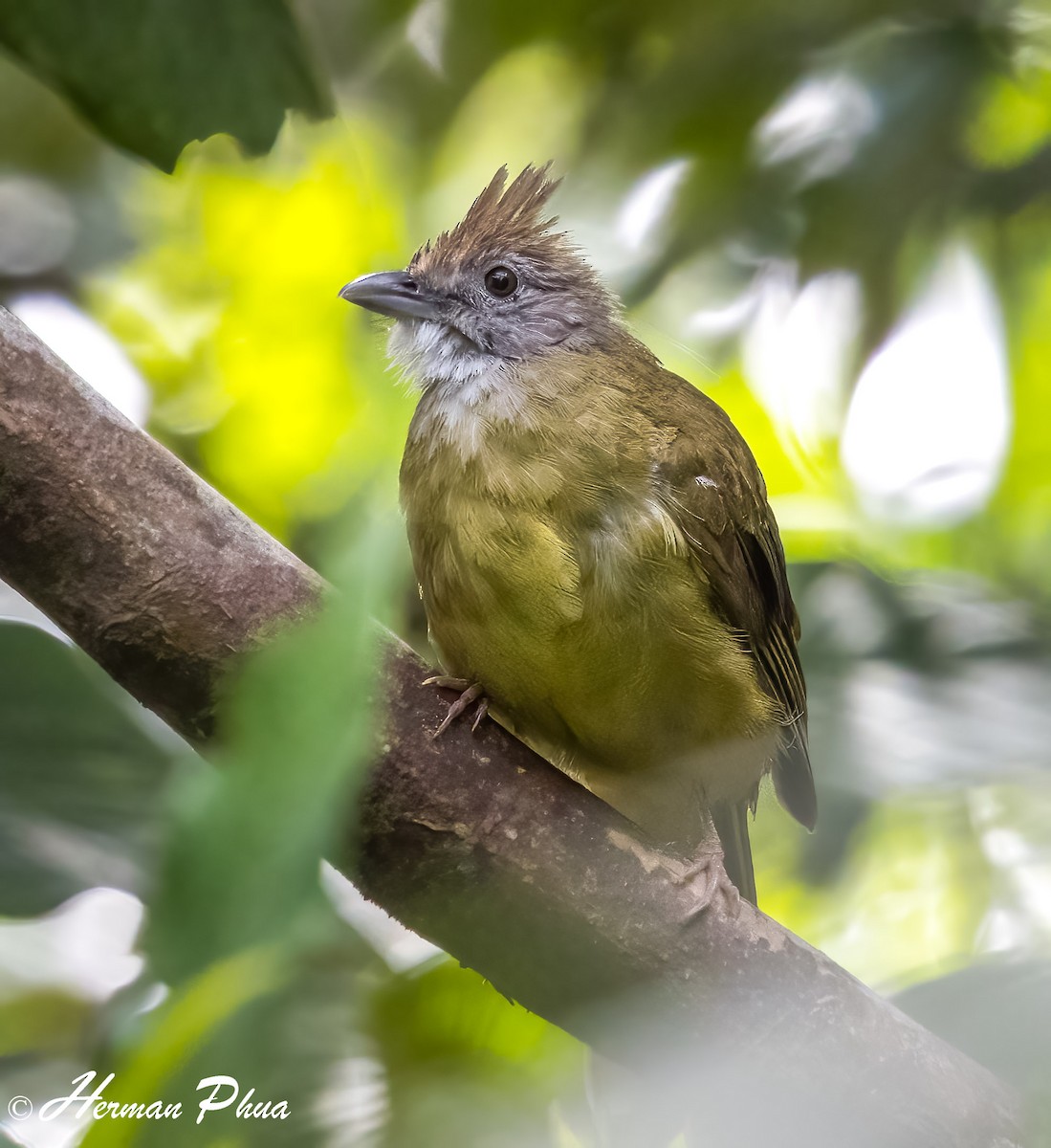 Puff-throated Bulbul - ML652701942