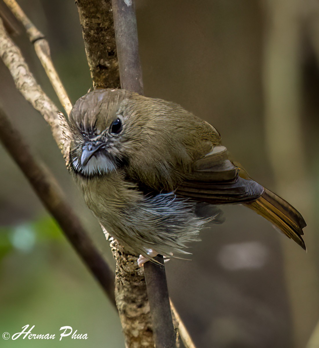White-gorgeted Flycatcher - ML652701965