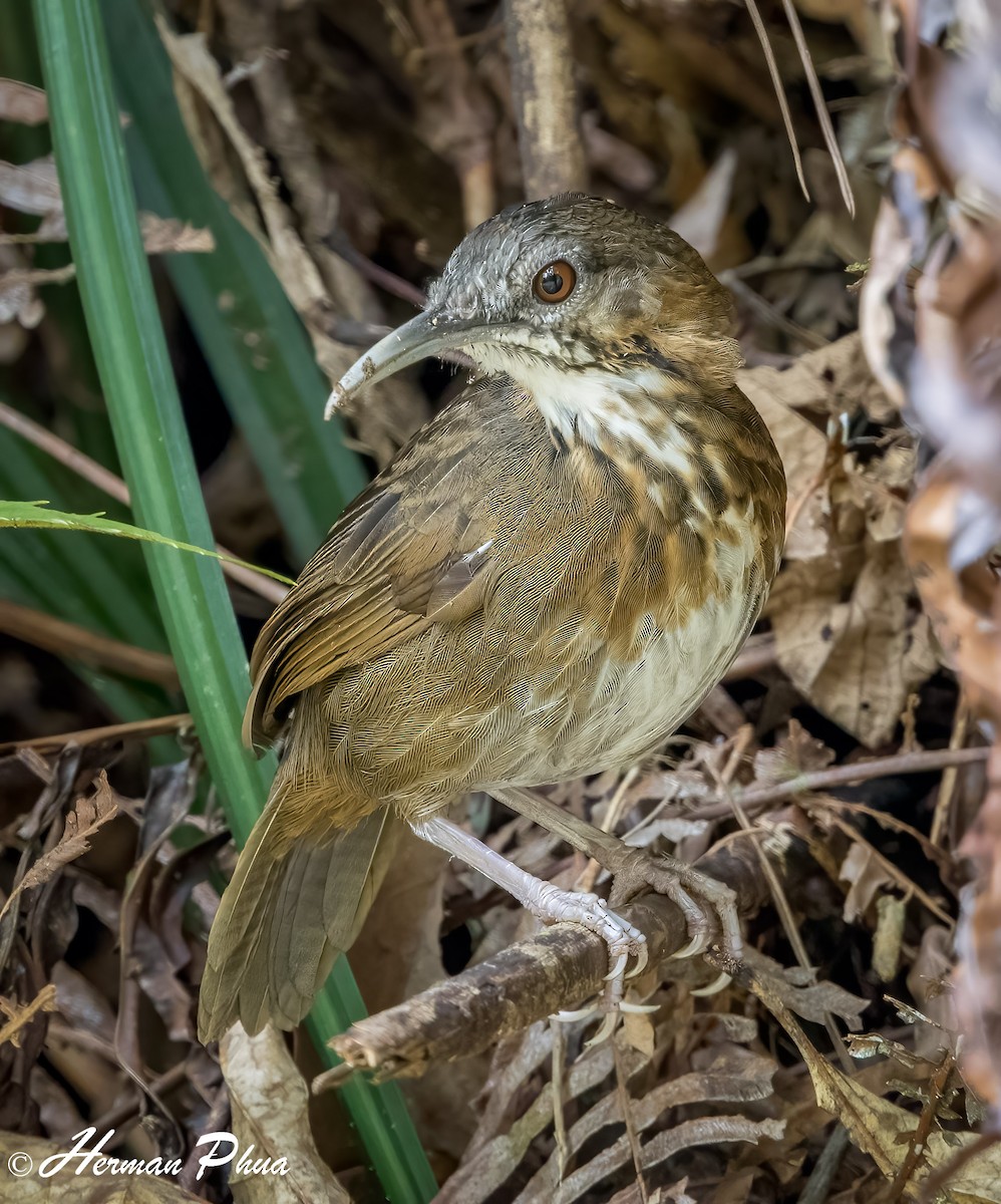 Short-tailed Scimitar-Babbler - ML652701973