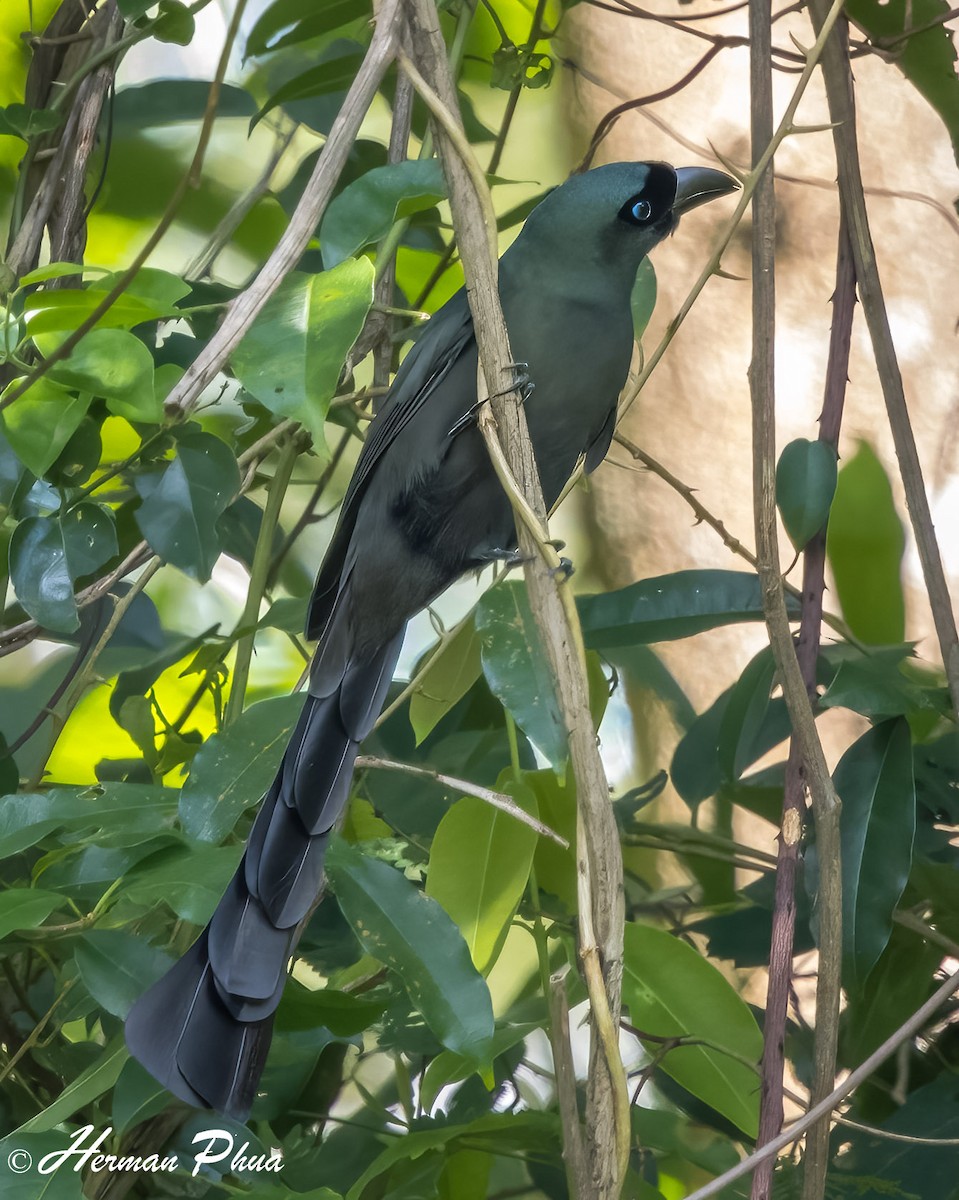 Racket-tailed Treepie - ML652702018