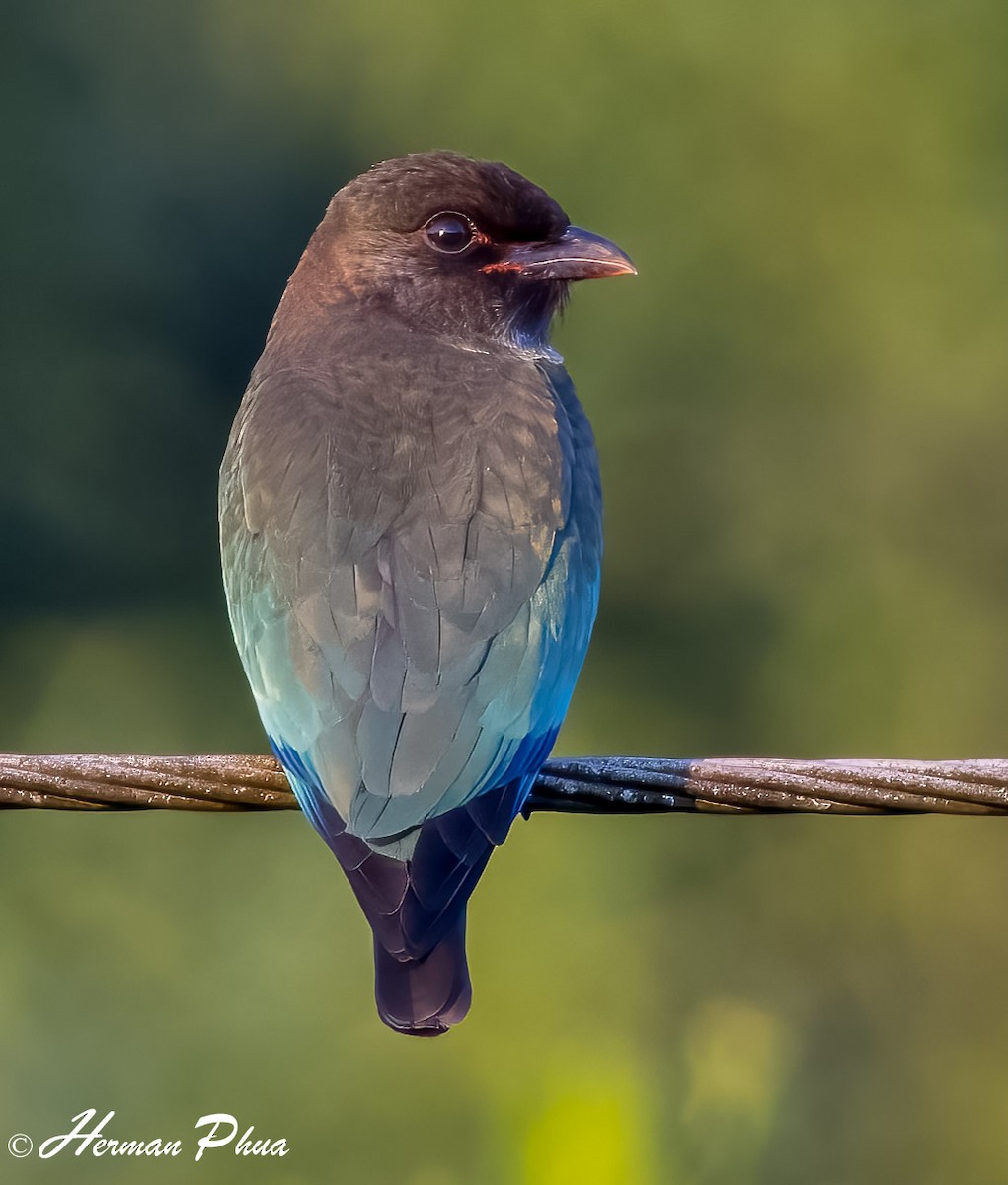 Dollarbird - ML652702022