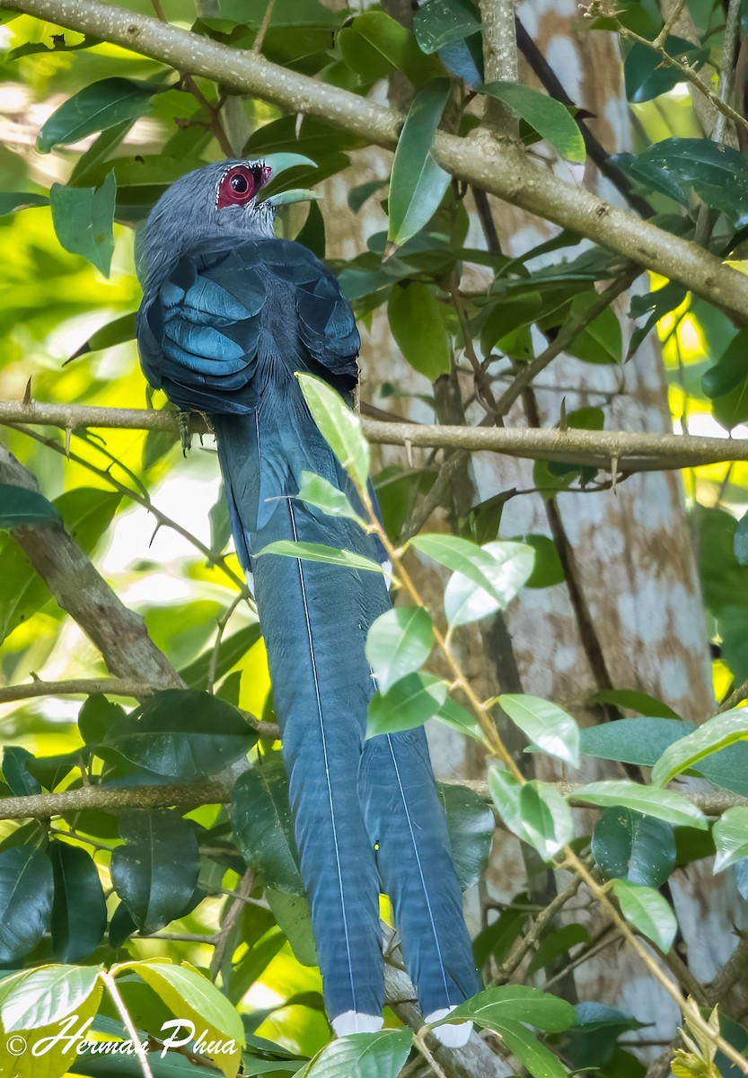 Green-billed Malkoha - ML652702104
