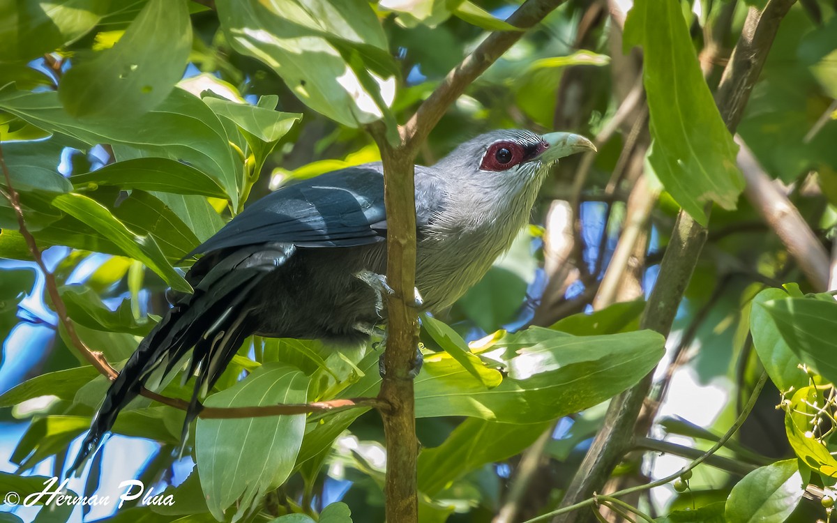Green-billed Malkoha - ML652702105