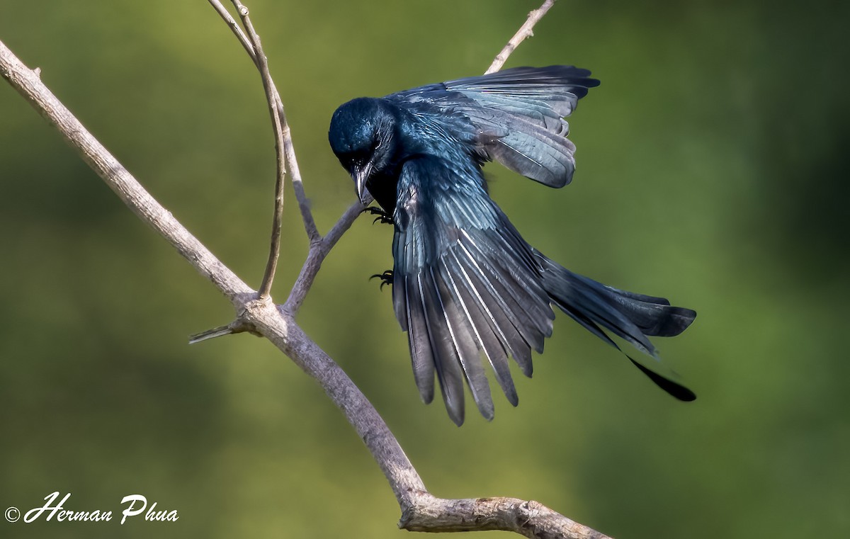 Black Drongo - ML652702144