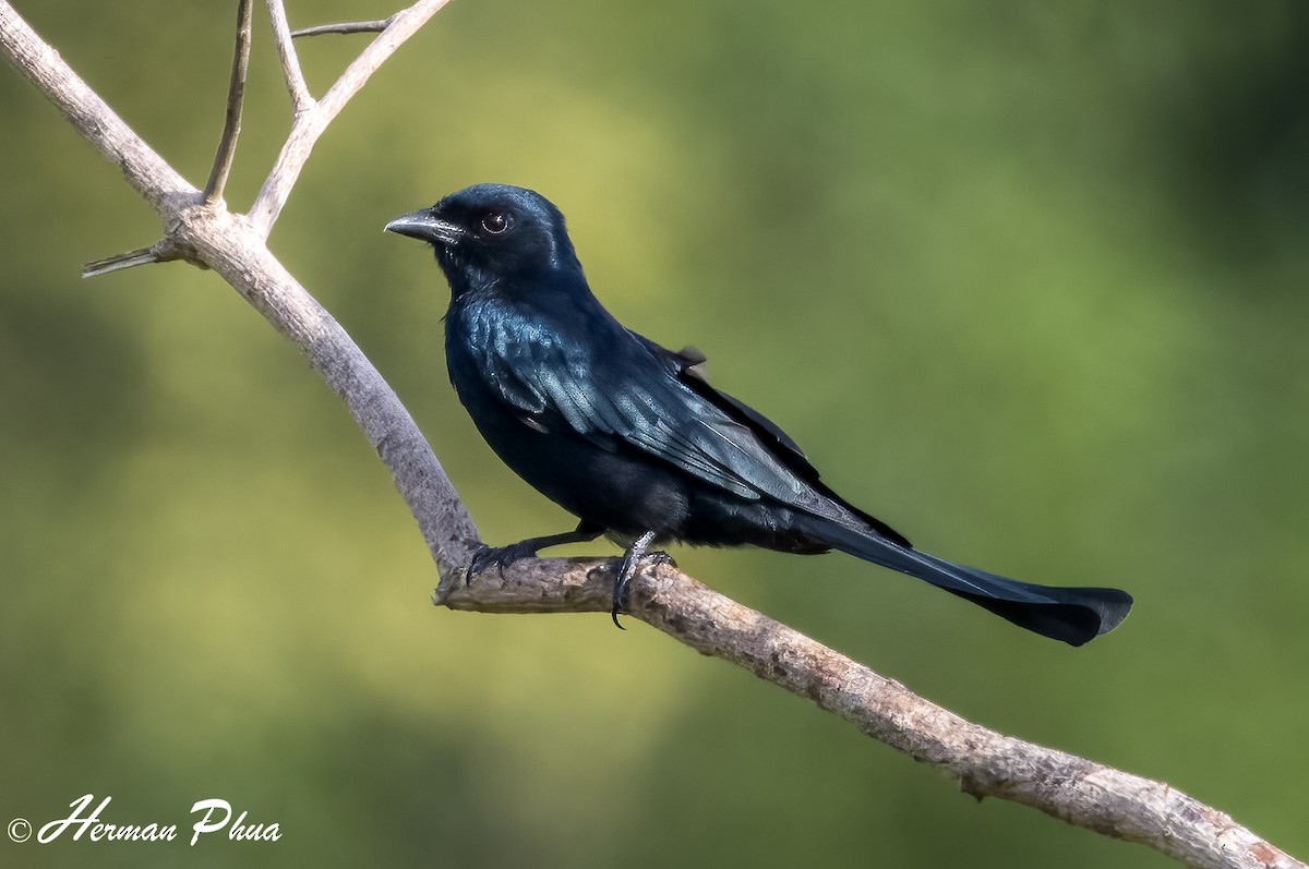 Black Drongo - ML652702145