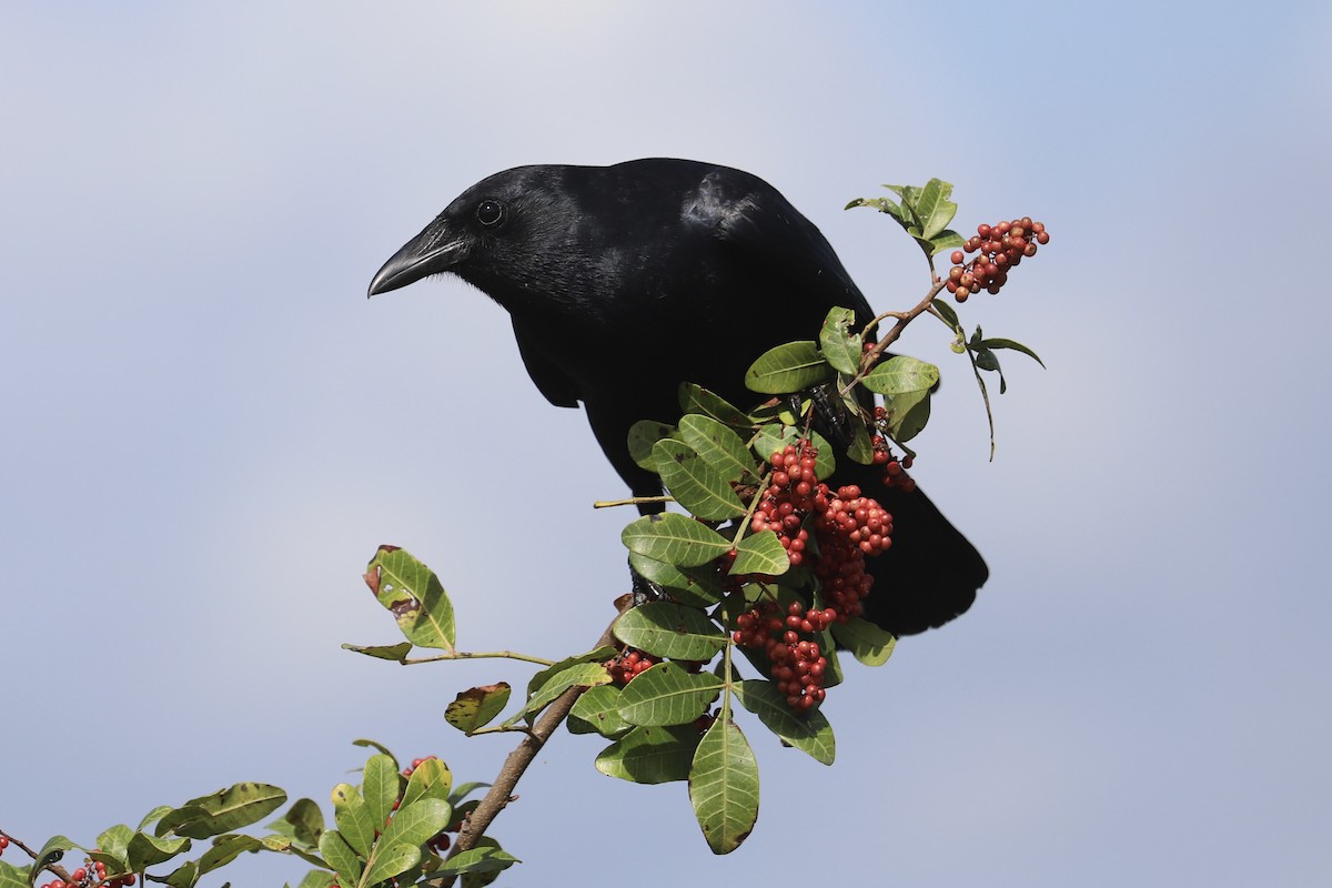 Fish Crow - ML652702155