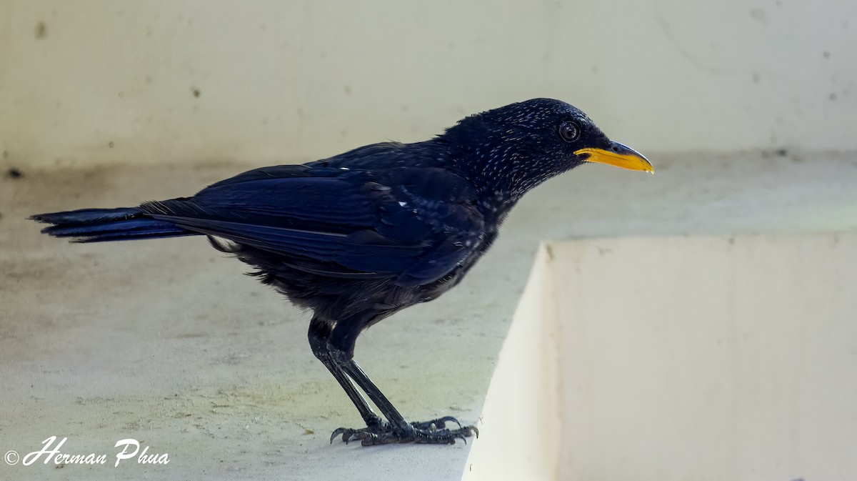 Blue Whistling-Thrush - ML652702165