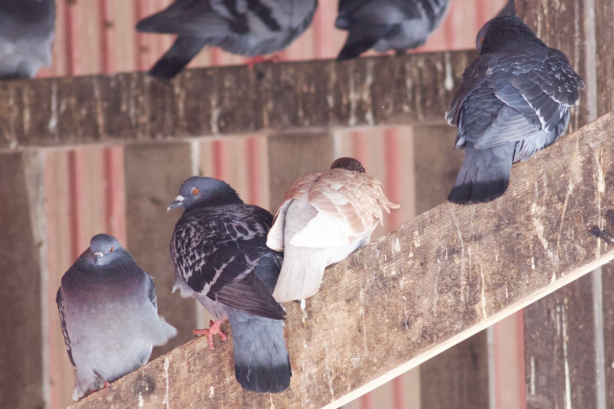 Paloma Bravía (variedad doméstica) - ML652702189