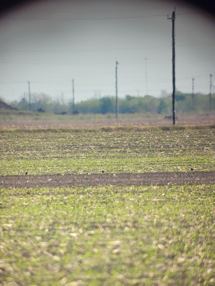 Mountain Plover - ML652702375