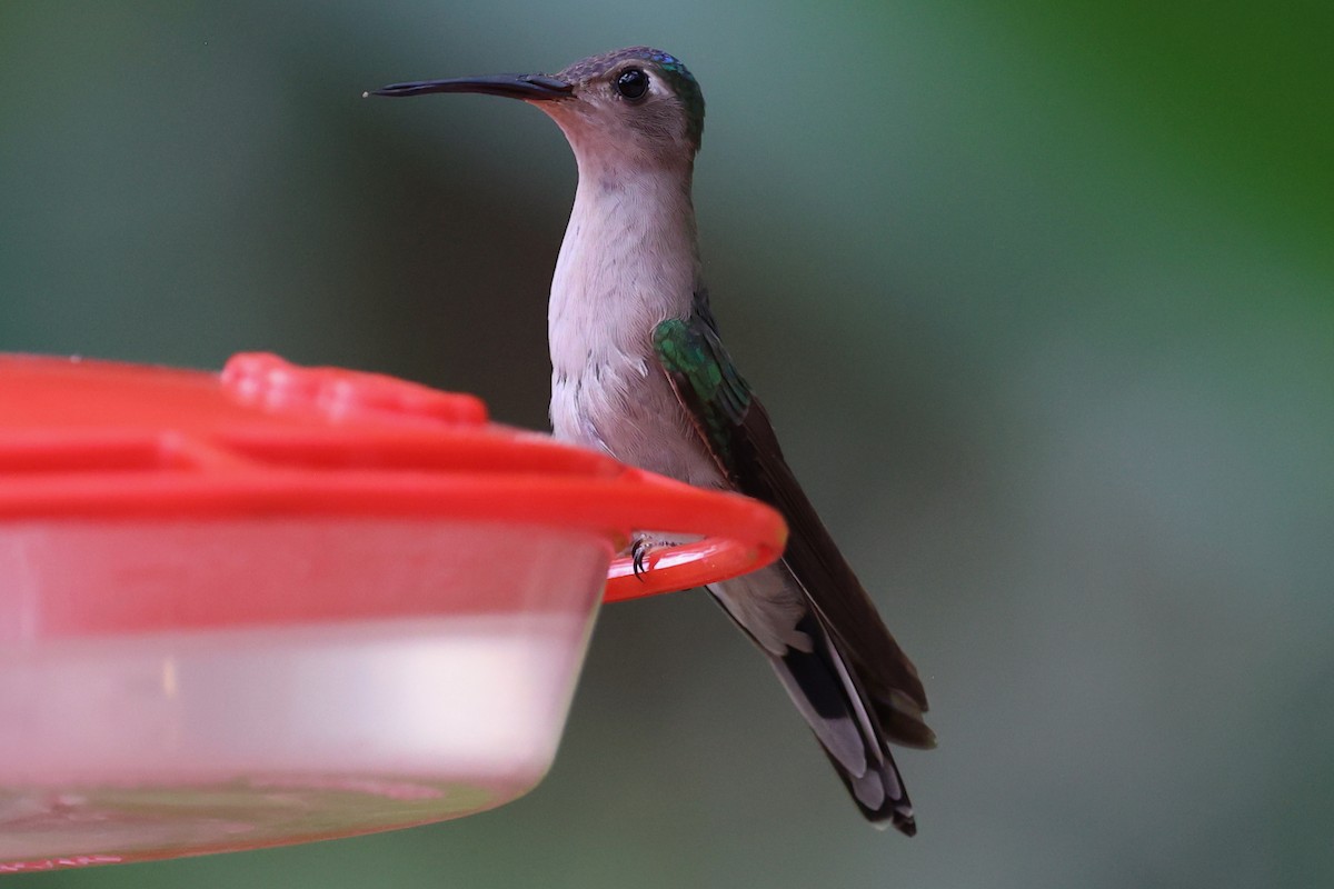 Wedge-tailed Sabrewing - ML652702497