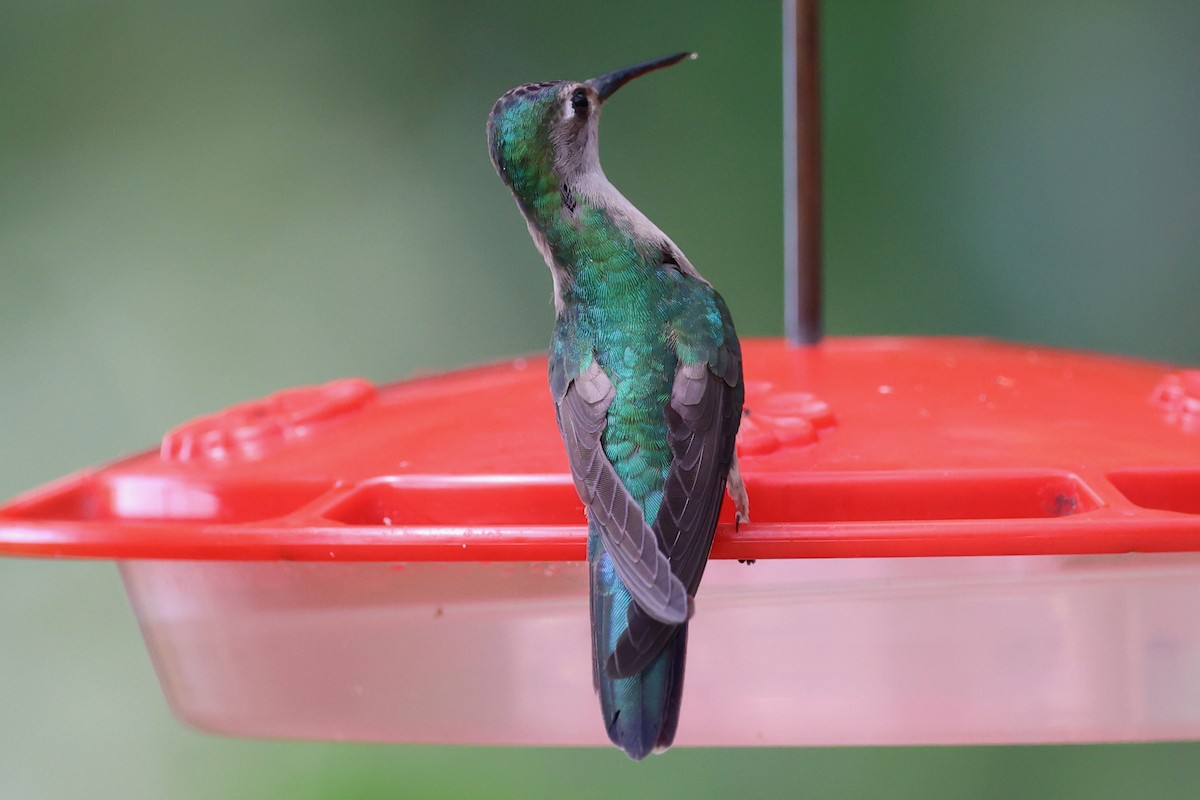Wedge-tailed Sabrewing - ML652702498